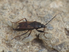 Eremocoris fenestratus