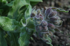 Nonea intermedia