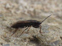 Eremocoris fenestratus