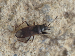 Eremocoris fenestratus
