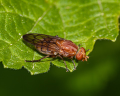 Brachyopa notata