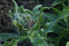 Nonea intermedia