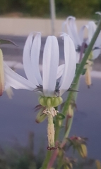 Michauxia campanuloides