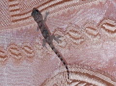 Hemidactylus mabouia