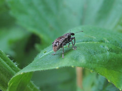 Curculionidae