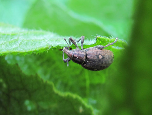 Graptus circassicus · iNaturalist