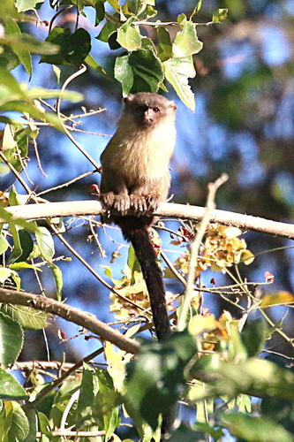 Black-tailed Marmoset