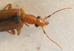 Drypta distincta