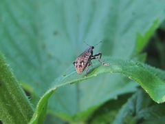 Curculionidae