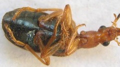 Drypta distincta
