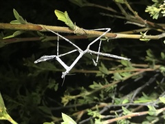 Austrovates variegata