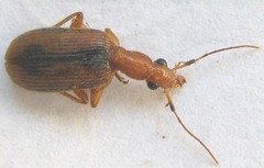 Drypta distincta