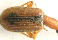 Drypta distincta