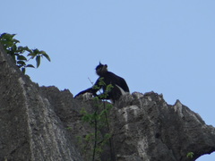 Trachypithecus delacouri