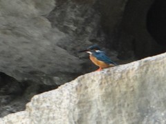 Alcedo