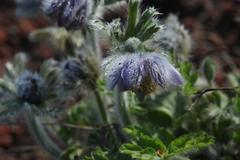 Pulsatilla ajanensis