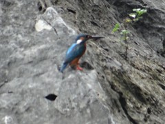 Alcedo