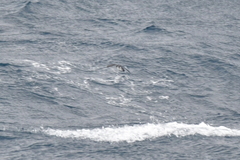 Pelecanoides urinatrix exsul