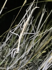 Archimantis monstrosa