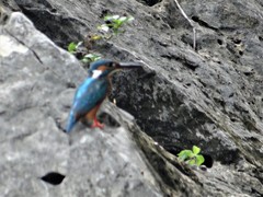 Alcedo