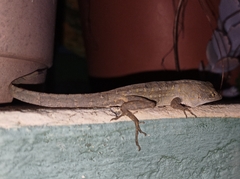 Anolis sagrei