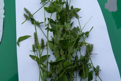 Rostellularia procumbens