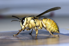 Vespa bicolor