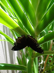 Nymphalis