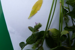 Rostellularia procumbens