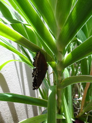 Nymphalis
