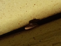 Hemidactylus mabouia