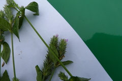 Rostellularia procumbens