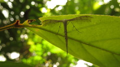 Pterophorus