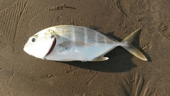 Caranx