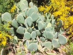 Opuntia leucotricha