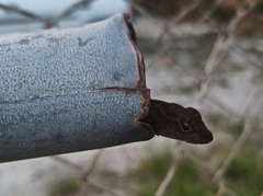 Anolis sagrei