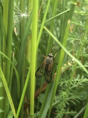Rhagio vitripennis