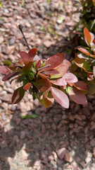 Berberis thunbergii