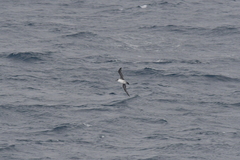 Procellaria cinerea