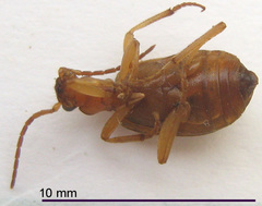 Brachinus dorsalis