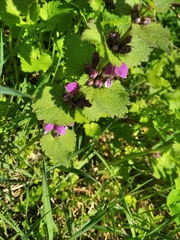 Lamium maculatum