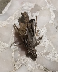 Psychidae