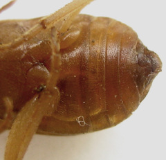 Brachinus dorsalis