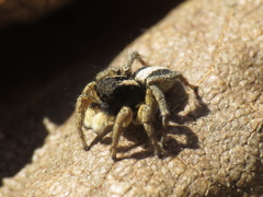 Aelurillus luctuosus