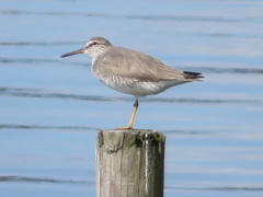 Tringa brevipes