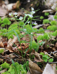 Pseudostellaria sylvatica