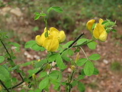 Cytisus arboreus