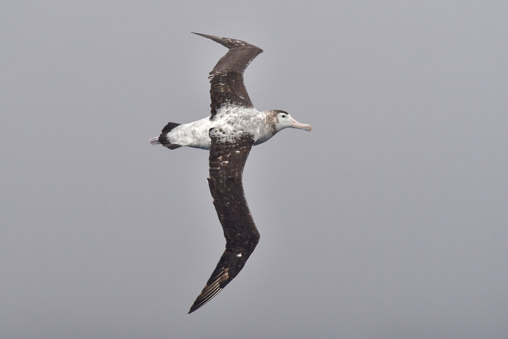 Antipodean Albatross (New Zealand)