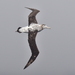 Albatros de Las Antípodas - Photo (c) Christopher Stephens, algunos derechos reservados (CC BY-SA), subido por Christopher Stephens