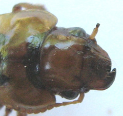 Bradybaenus opulentus